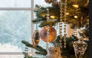 Tree Sitting by Clear Windows