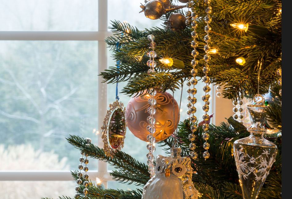 Tree Sitting by Clear Windows