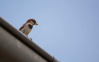 bird sitting on a gutter