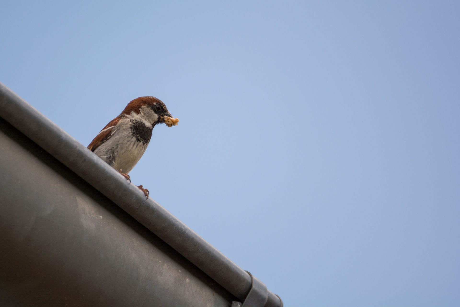 bird sitting on a gutter