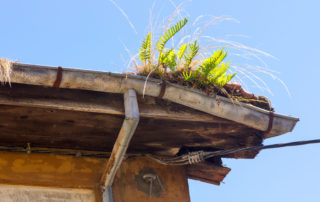 old gutter full of weeds