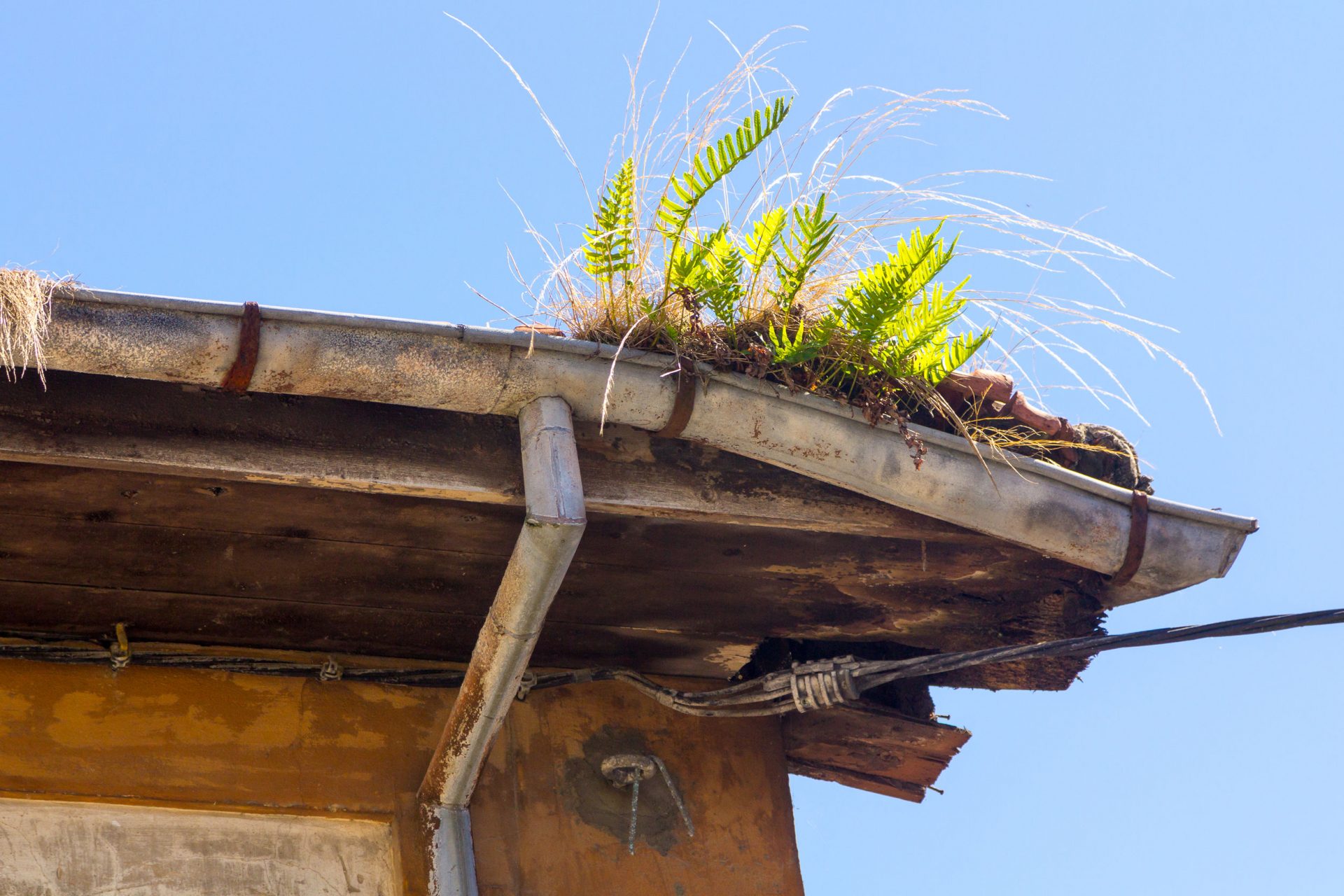 old gutter full of weeds